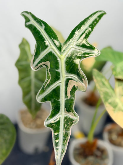 Alocasia 'Nobilis' K Pink Variegated, deeply lobed arrow leaves with silver veining and rose pink