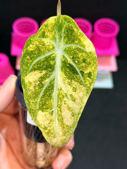 ALOCASIA NINJA AUREA SPLASH VARIEGATED