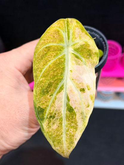 ALOCASIA NINJA AUREA SPLASH VARIEGATED