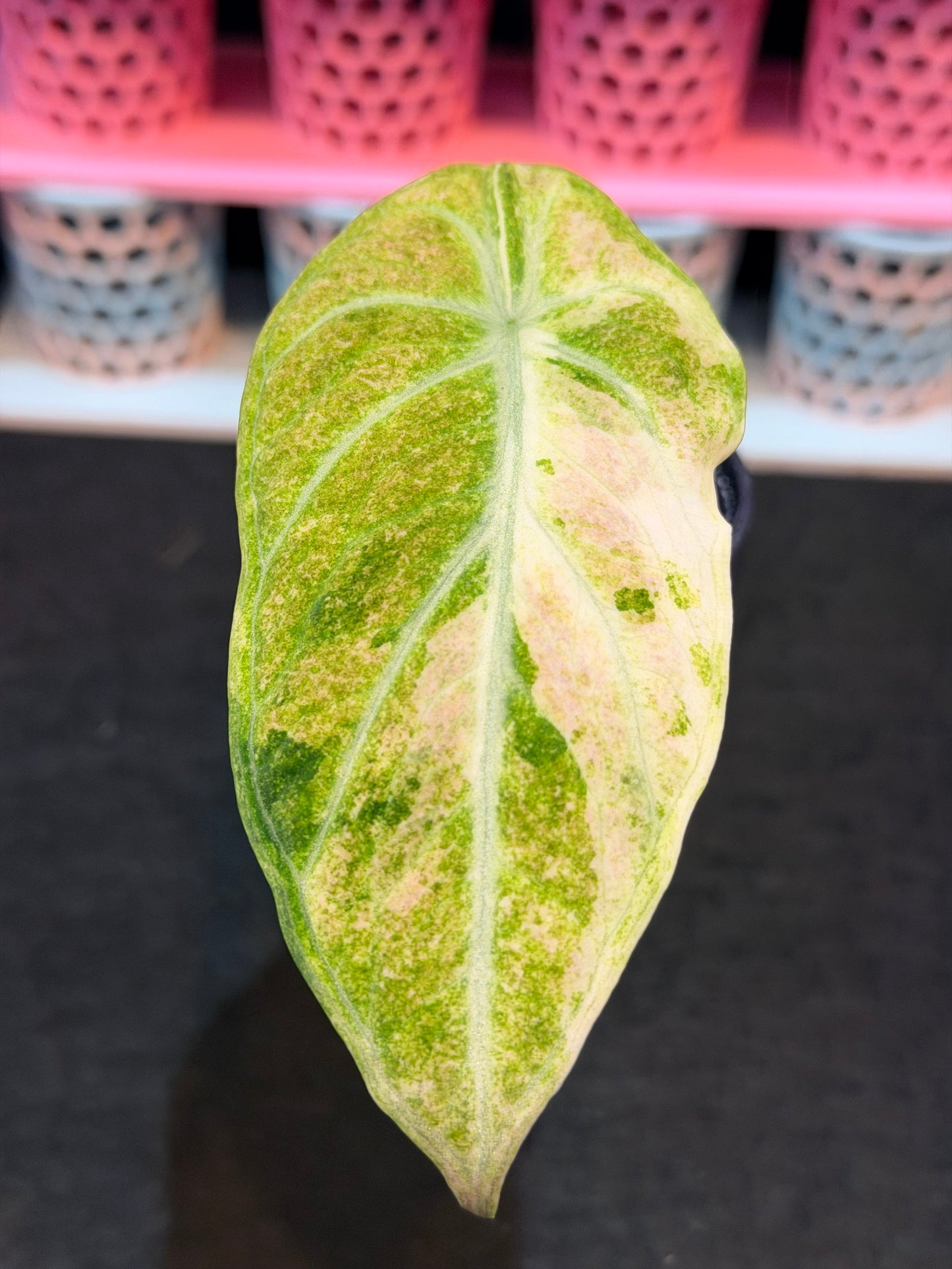 ALOCASIA NINJA AUREA SPLASH VARIEGATED