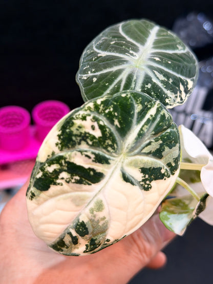 ALOCASIA NINJA ALBO