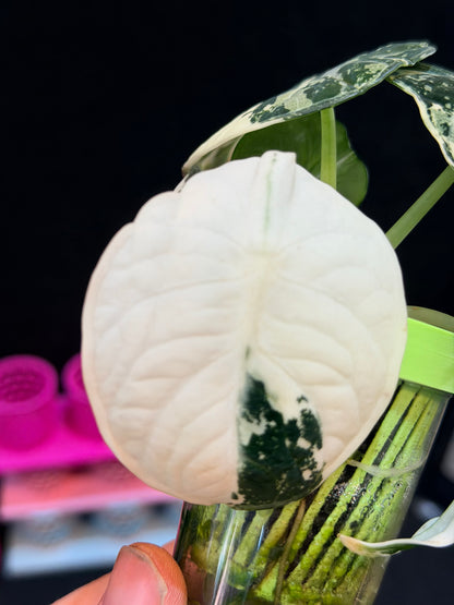 ALOCASIA NINJA ALBO