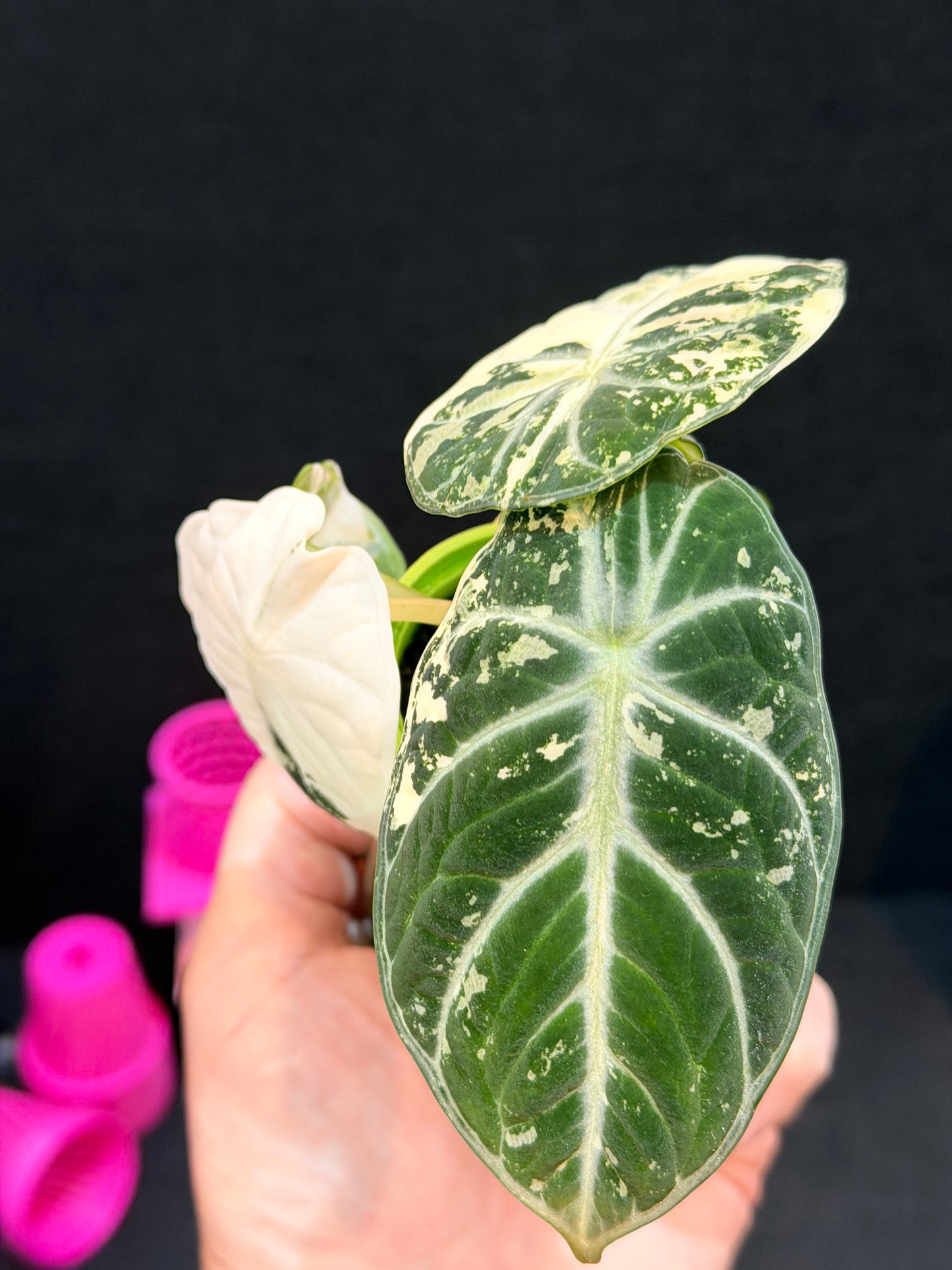 ALOCASIA NINJA ALBO