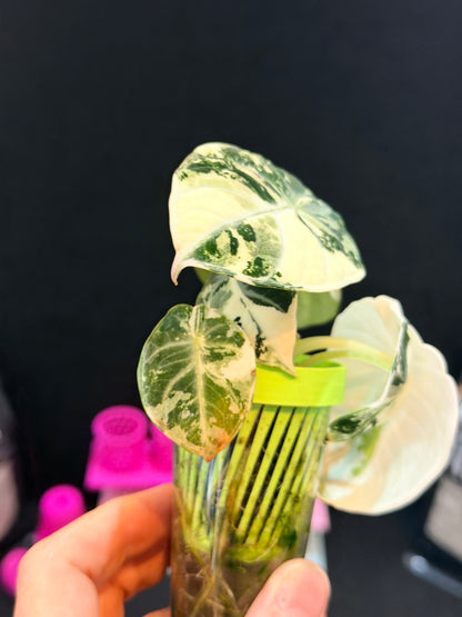 ALOCASIA NINJA ALBO