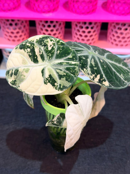 ALOCASIA NINJA ALBO
