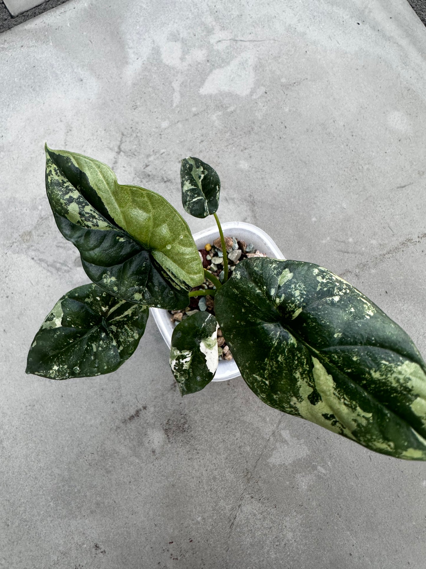 Alocasia 'Baginda'Dragon Scale Mint
