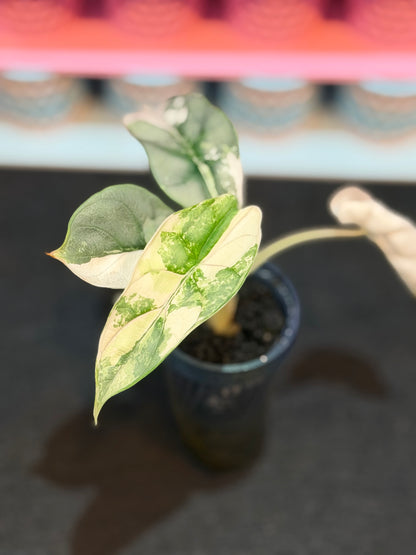ALOCASIA BAGINDA 'SILVER DRAGON' ALBO