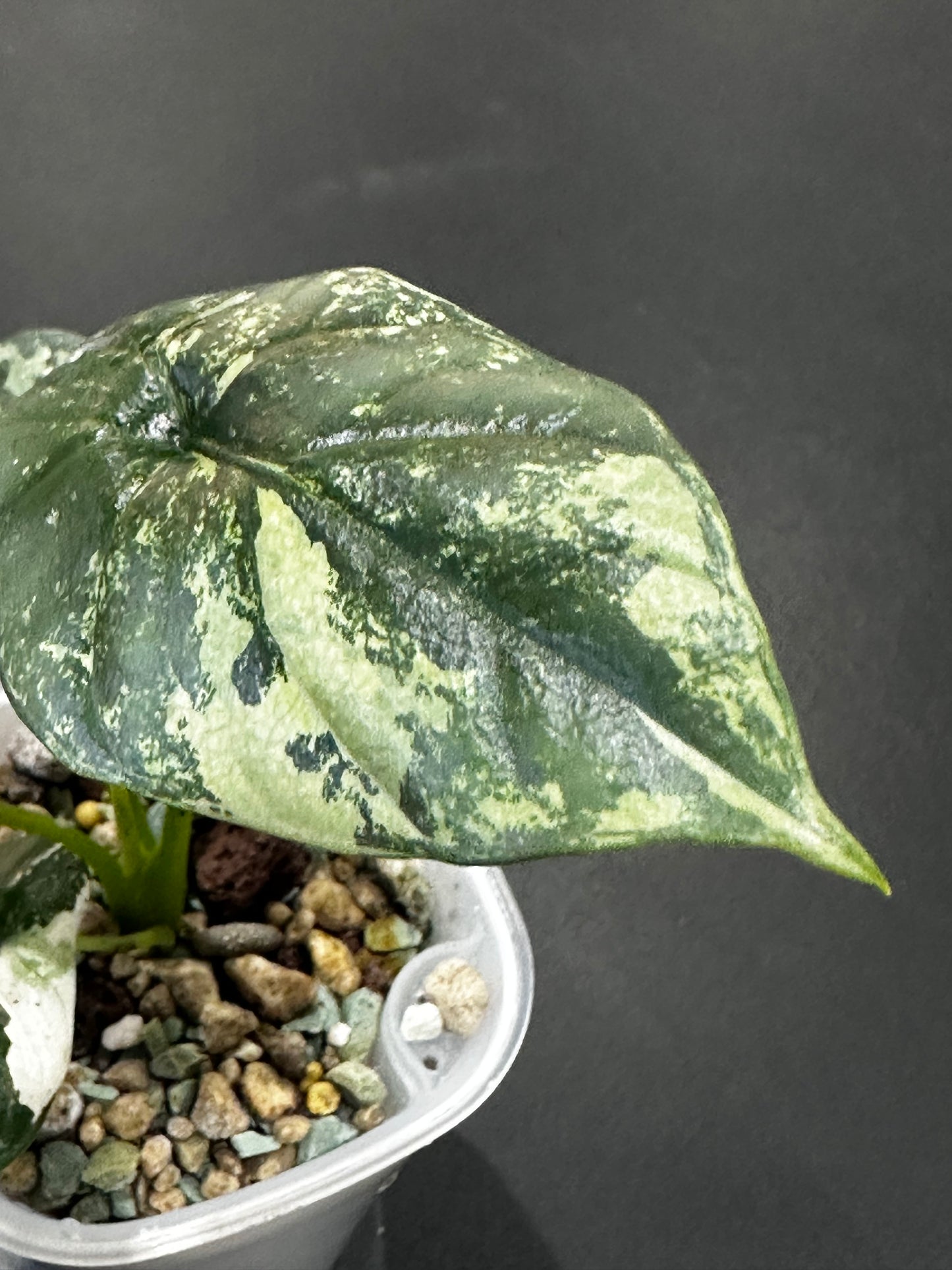 Alocasia 'Baginda'Dragon Scale Mint
