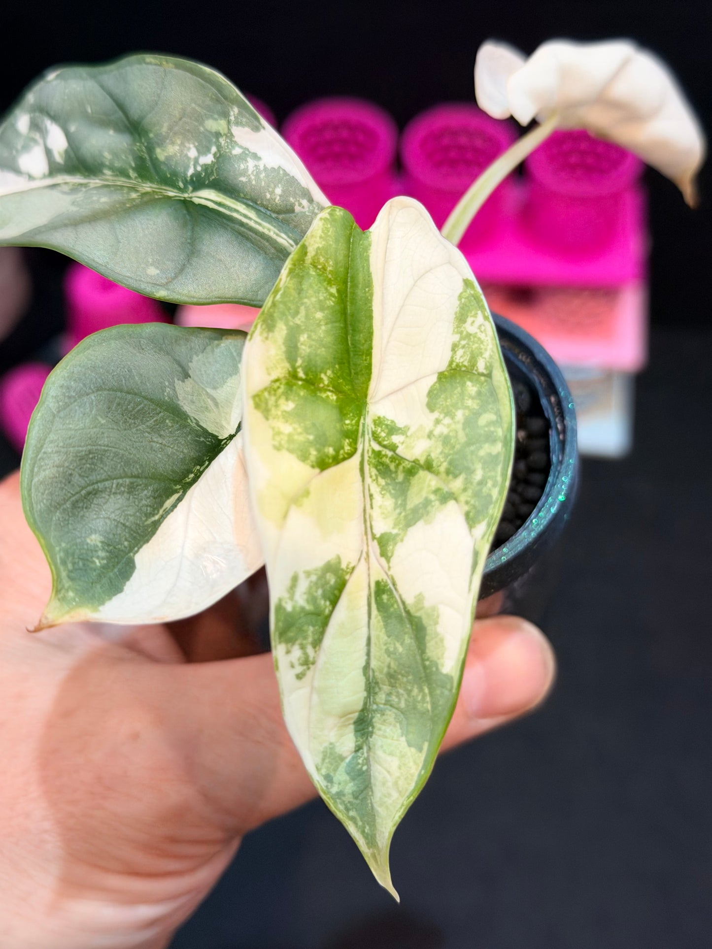 ALOCASIA BAGINDA 'SILVER DRAGON' ALBO