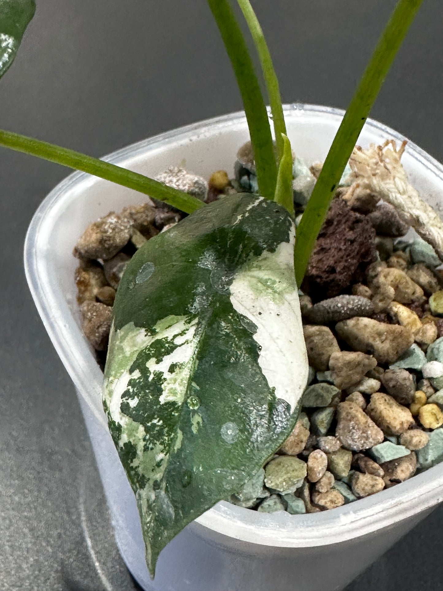 Alocasia 'Baginda'Dragon Scale Mint