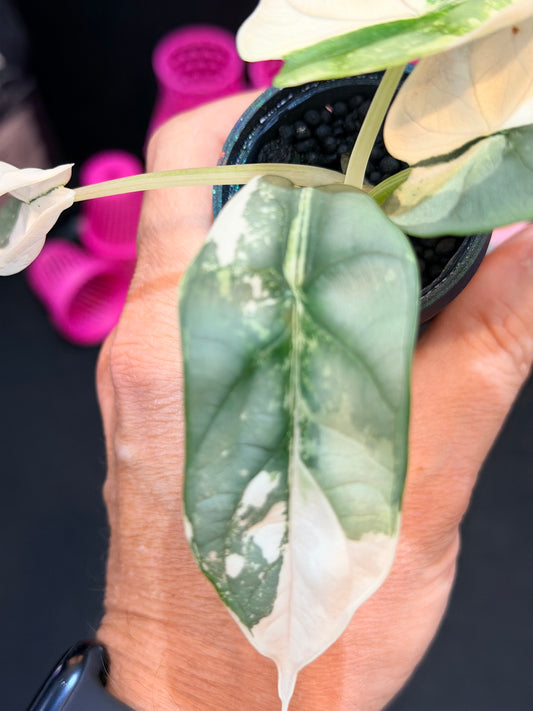 ALOCASIA BAGINDA 'SILVER DRAGON' ALBO