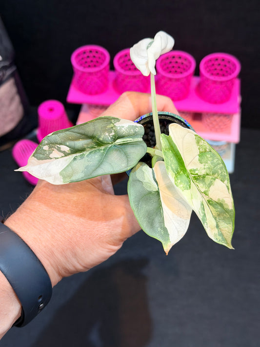 ALOCASIA BAGINDA 'SILVER DRAGON' ALBO