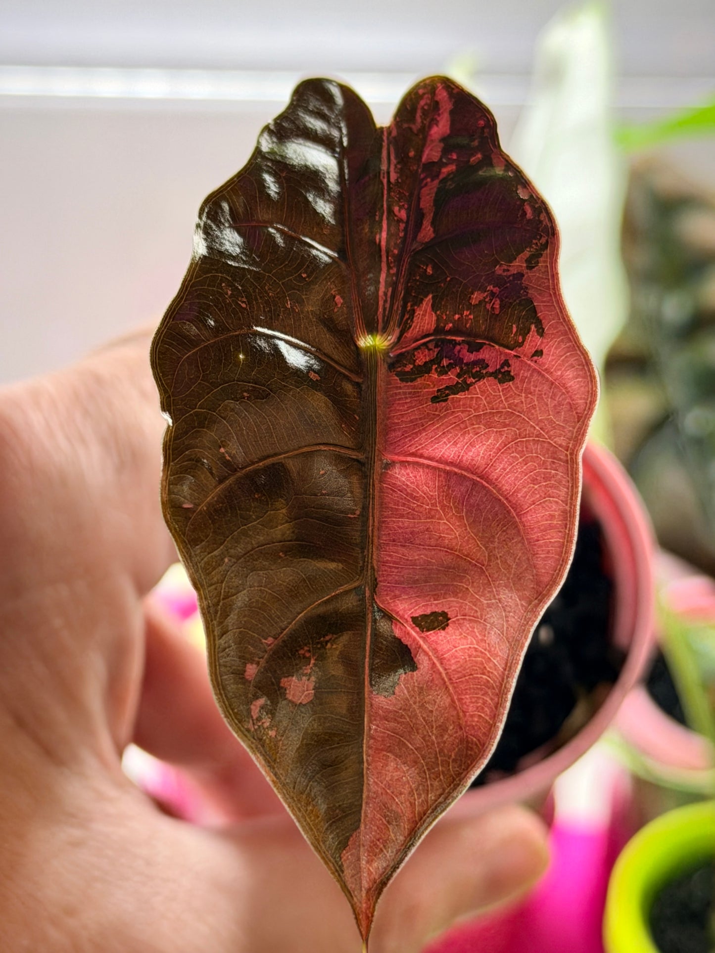 ALOCASIA CHANTRIERI PINK