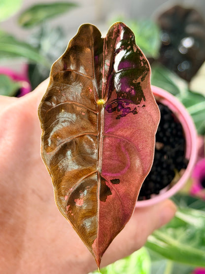 ALOCASIA CHANTRIERI PINK