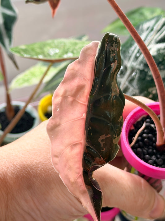 ALOCASIA CHANTRIERI PINK