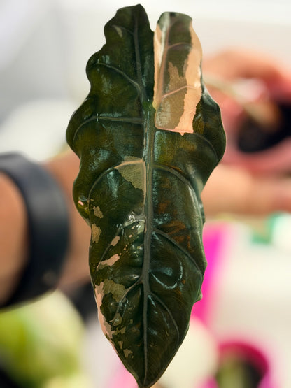 ALOCASIA CHANTRIERI PINK