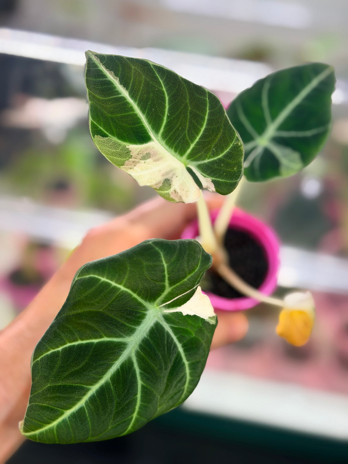 Alocasia reginula 'Black Velvet' Dalmatian, cream and white flecks on matte near-black foliage