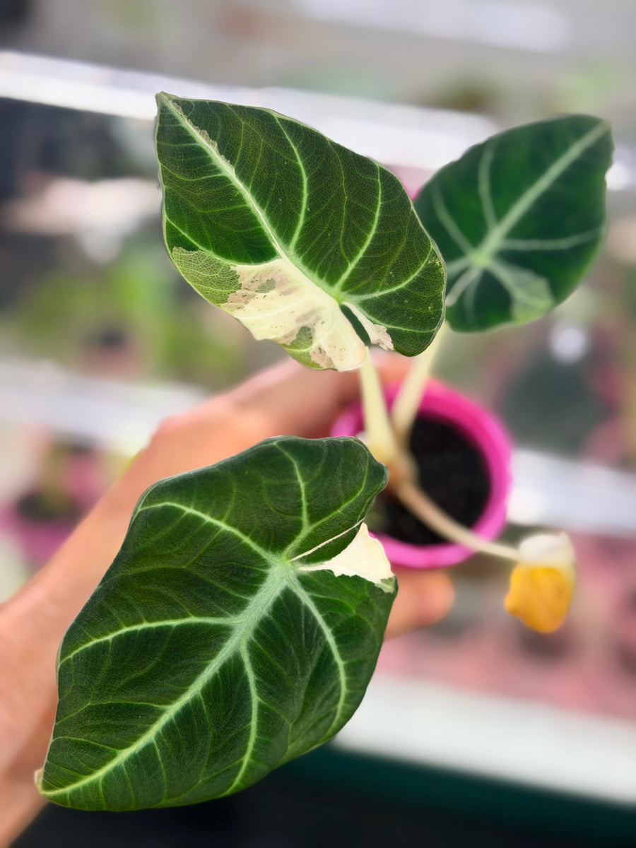 ALOCASIA REGINULA 'BLACK VELVET' DALMATIAN VARIEGATED