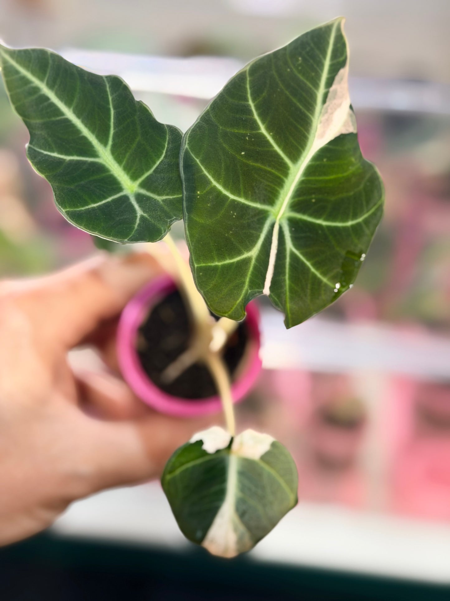 ALOCASIA REGINULA 'BLACK VELVET' DALMATIAN VARIEGATED
