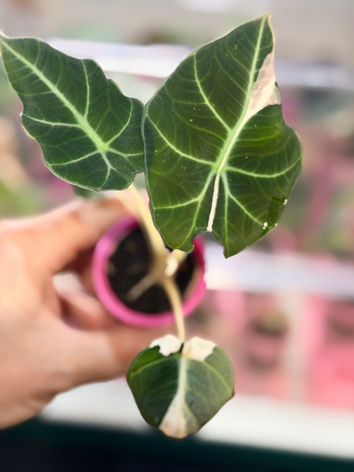 Alocasia reginula 'Black Velvet' Dalmatian, cream and white flecks on matte near-black foliage