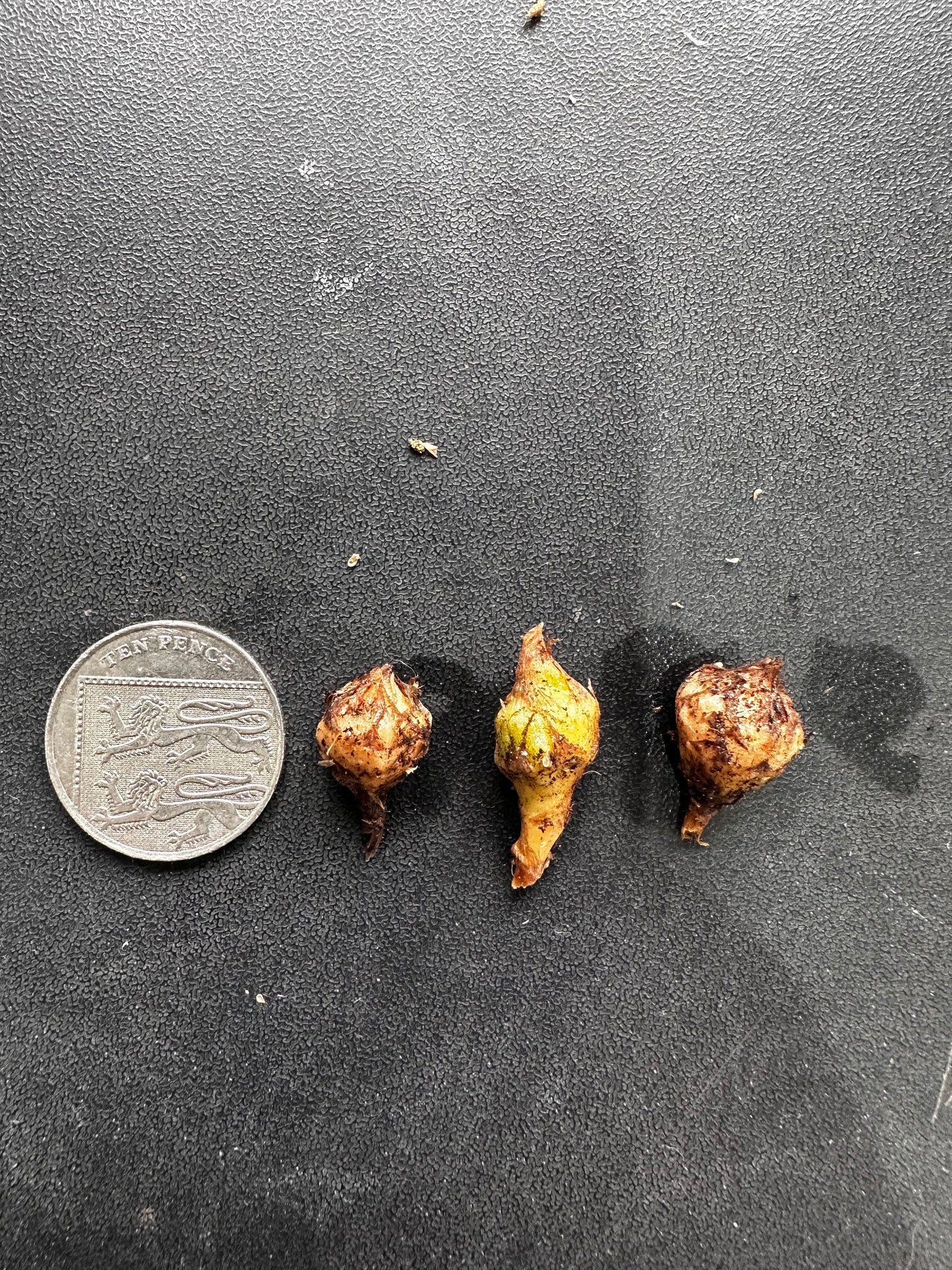 Alocasia Scalprum Aurea