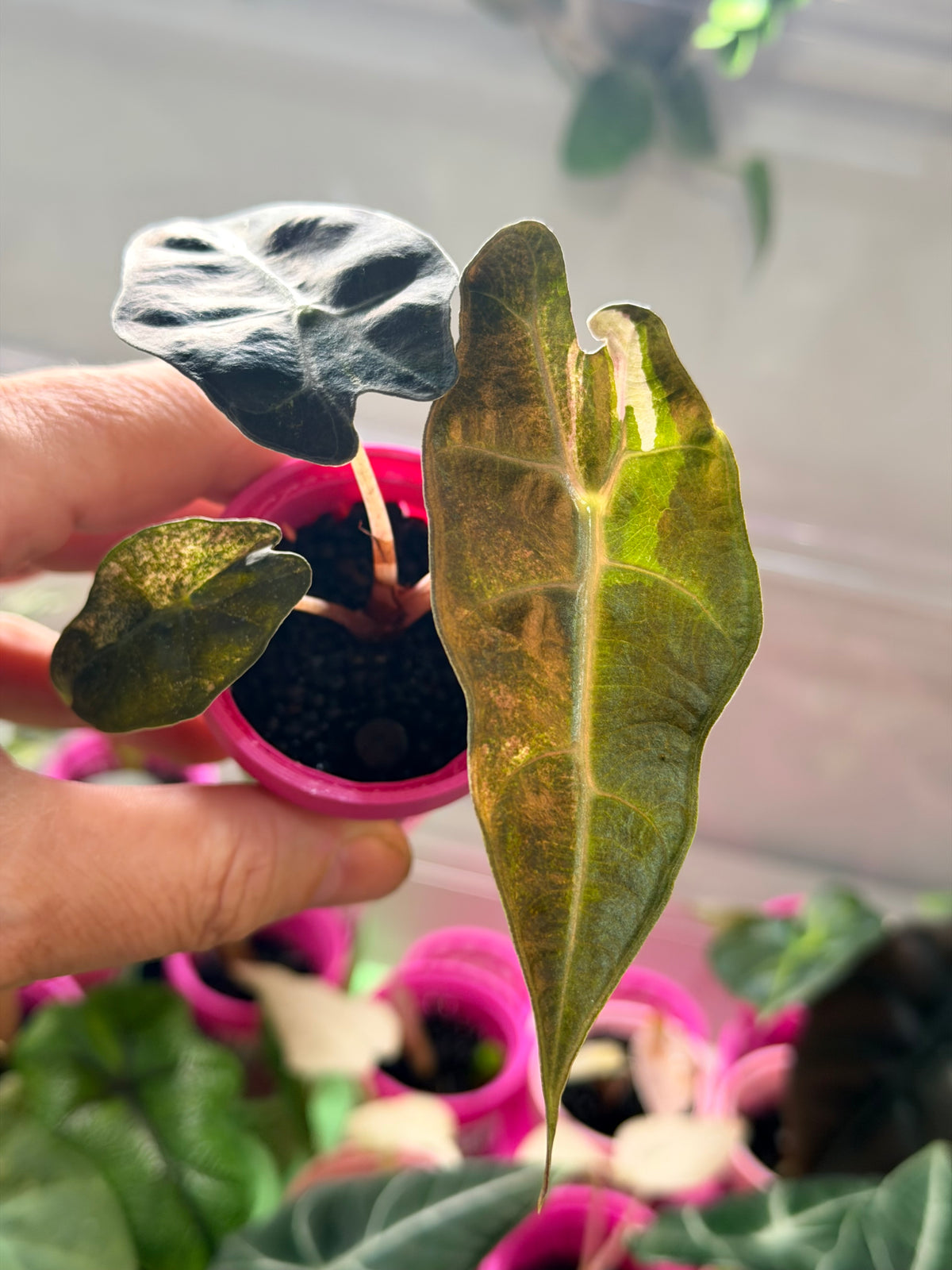 Alocasia 'Polly' Tri-Colour Variegated, pink, yellow and white marbling on arrow-shaped leaves