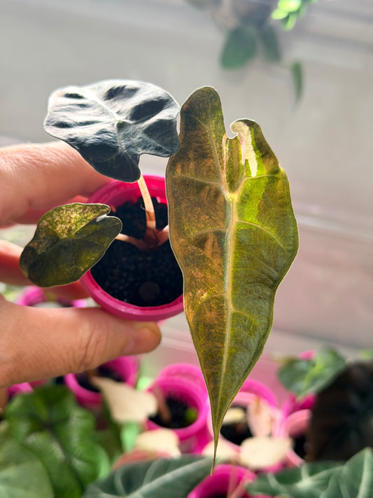 ALOCASIA POLLY TRI-COLOUR VARIEGATED