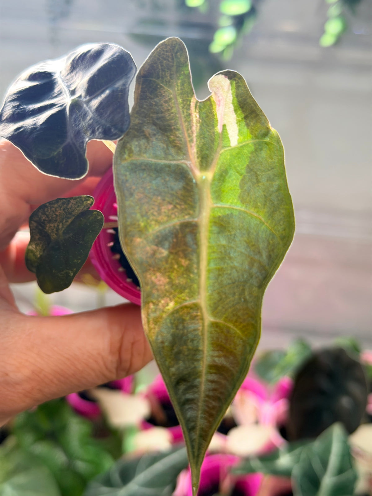 Alocasia 'Polly' Tri-Colour Variegated, pink, yellow and white marbling on arrow-shaped leaves