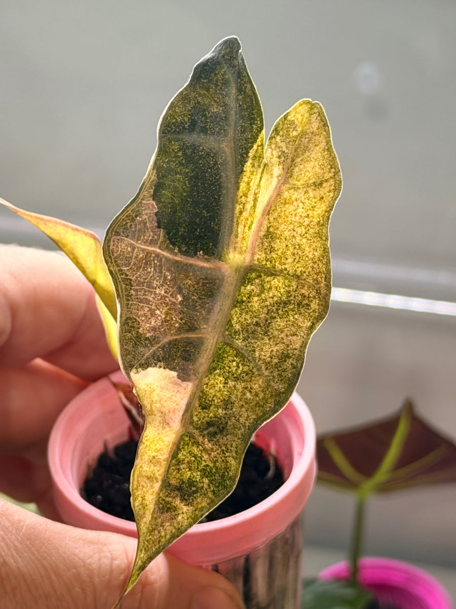 ALOCASIA POLLY TRI-COLOUR VARIEGATED