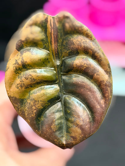 ALOCASIA CUPREA LATTE VARIEGATED
