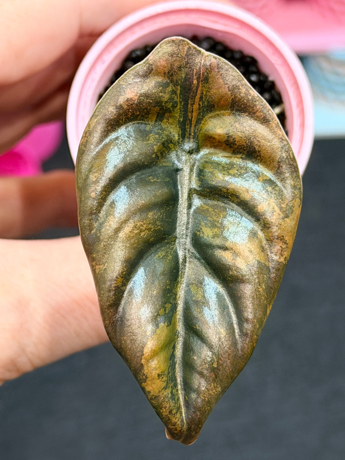 Alocasia cuprea 'Latte' Variegated, waxy thick leaves in metallic copper and latte tones