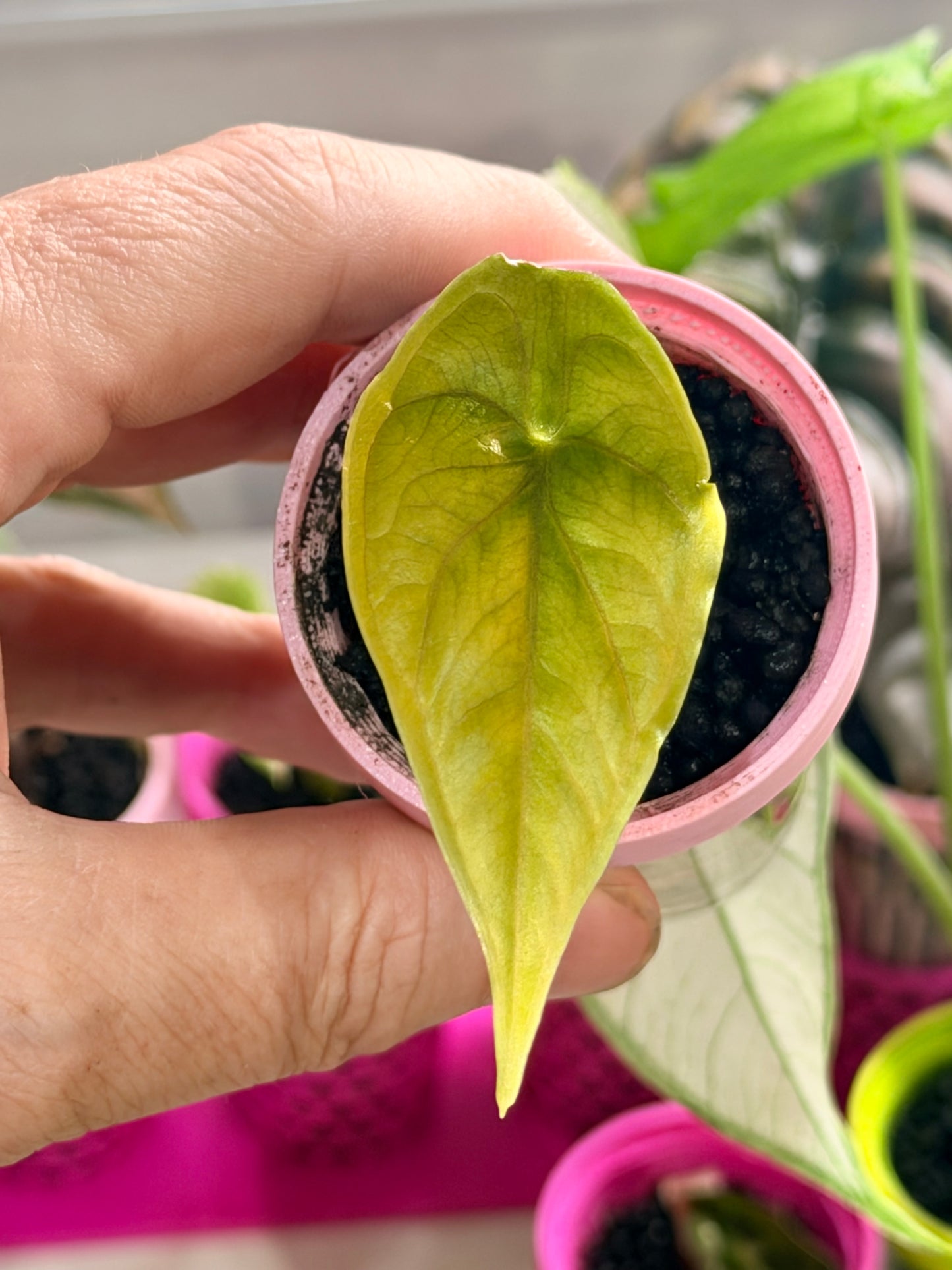 ALOCASIA GREEN UNICORN (AZLANII x DRAGON SCALE)