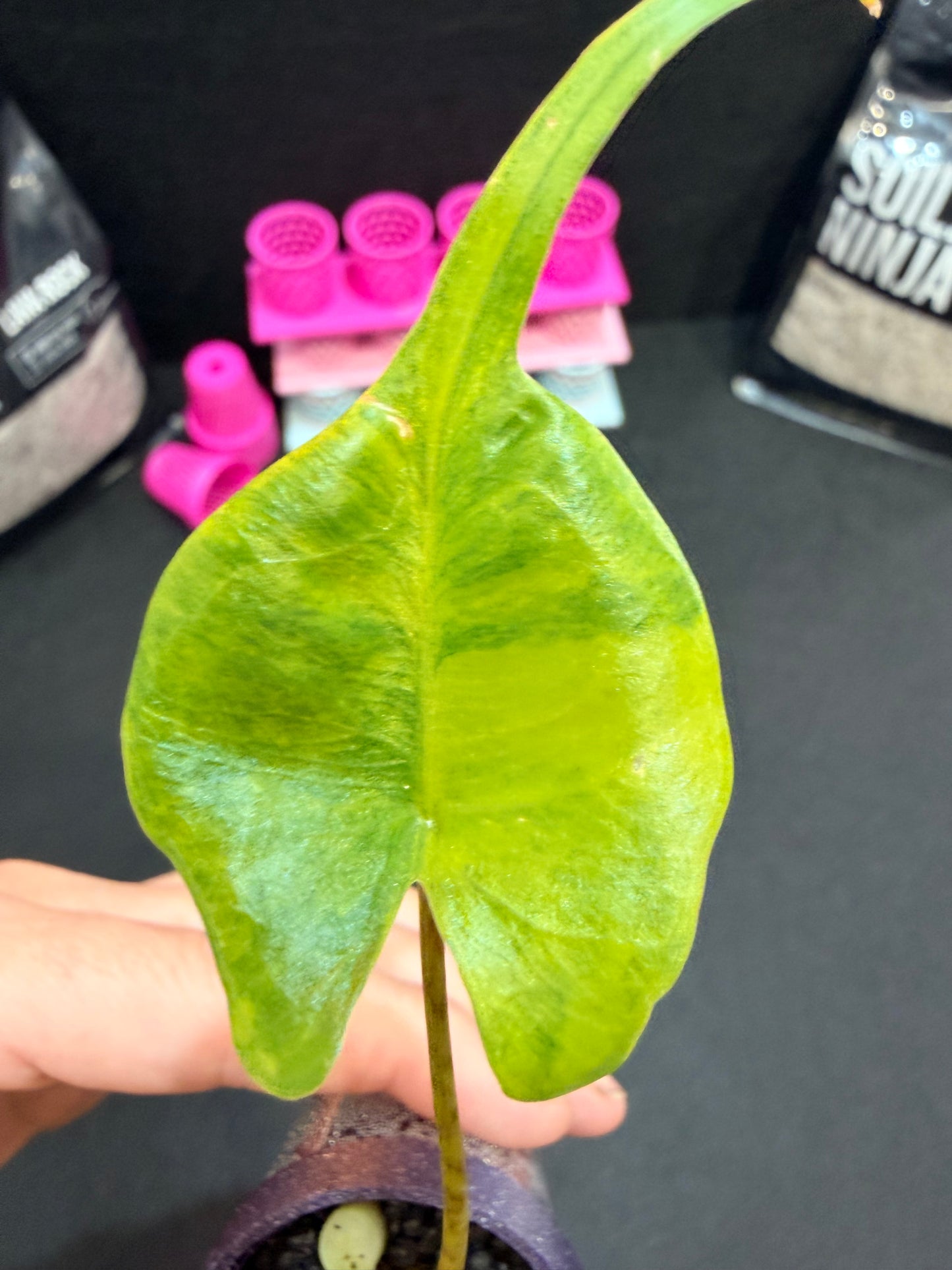 ALOCASIA MACRORRHIZOS "STINGRAY" AUREA