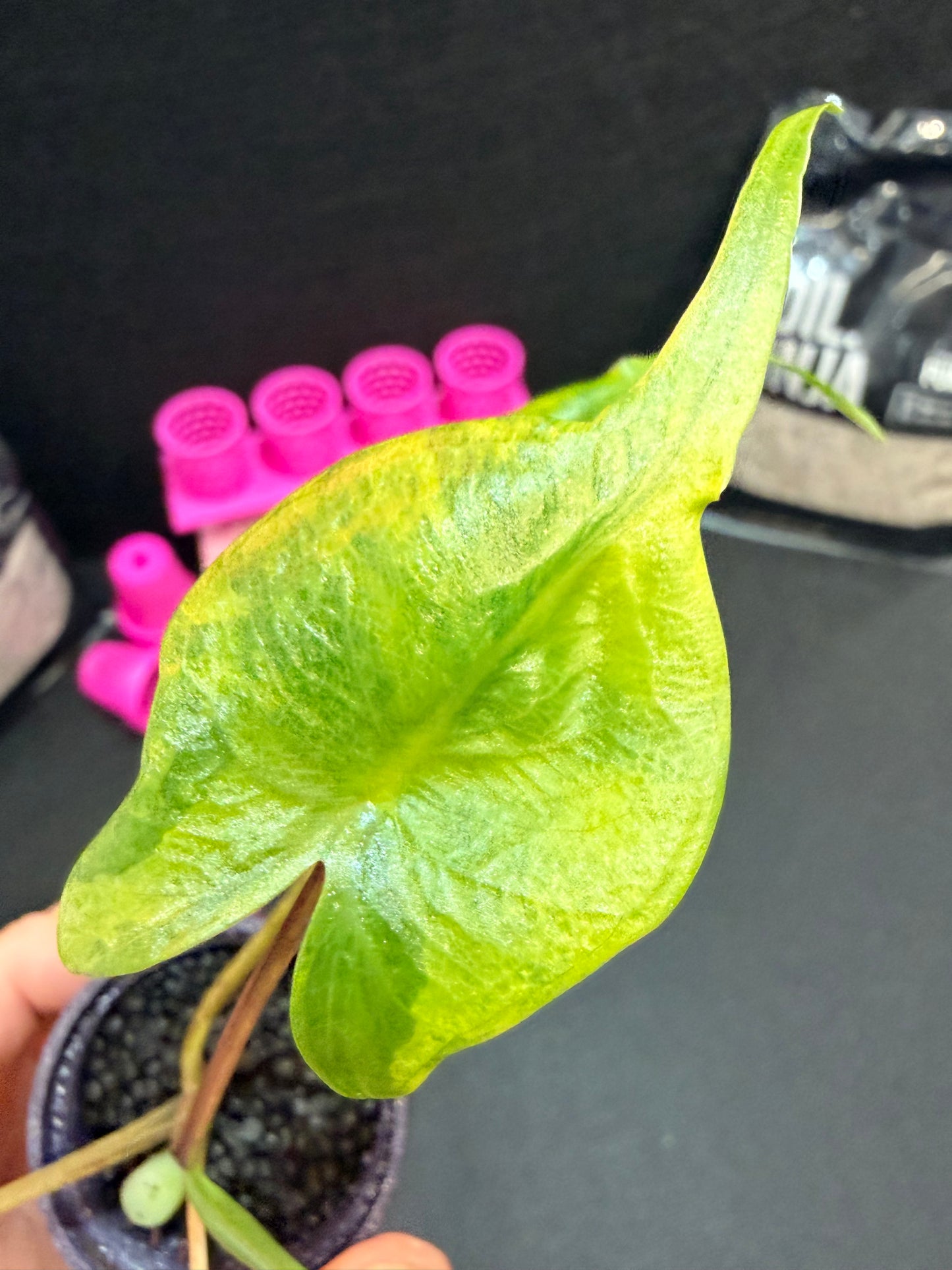ALOCASIA MACRORRHIZOS "STINGRAY" AUREA