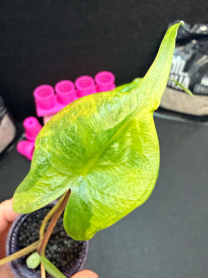 ALOCASIA MACRORRHIZOS "STINGRAY" AUREA