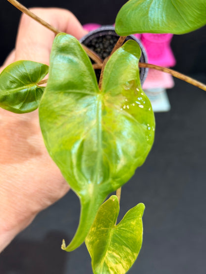 ALOCASIA MACRORRHIZOS "STINGRAY" AUREA