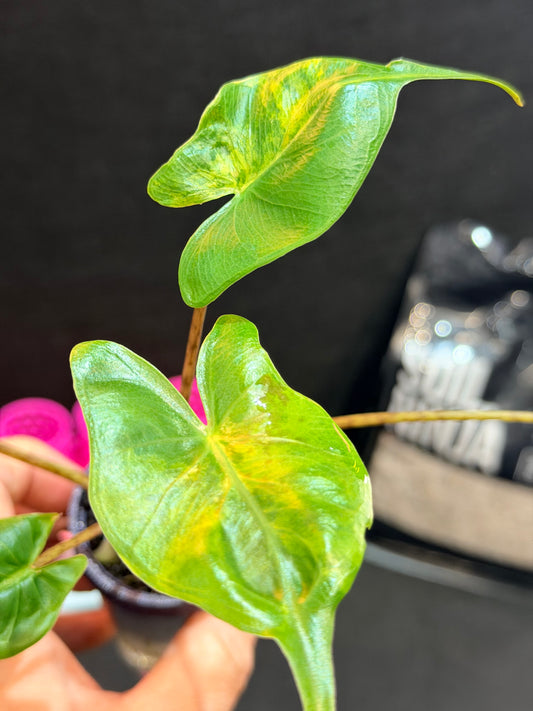 ALOCASIA MACRORRHIZOS "STINGRAY" AUREA