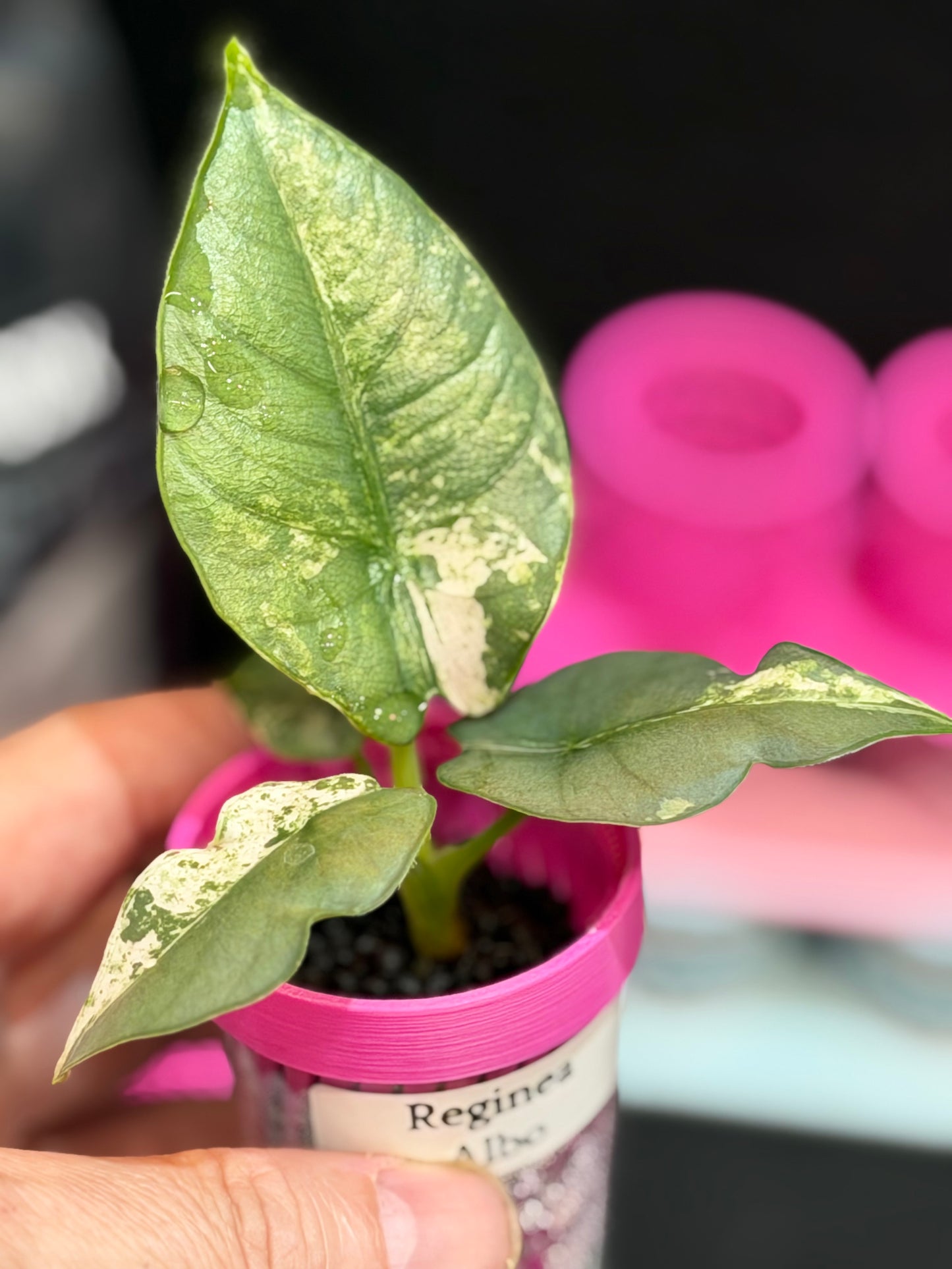 ALOCASIA REGINAE  SILVER ALBO
