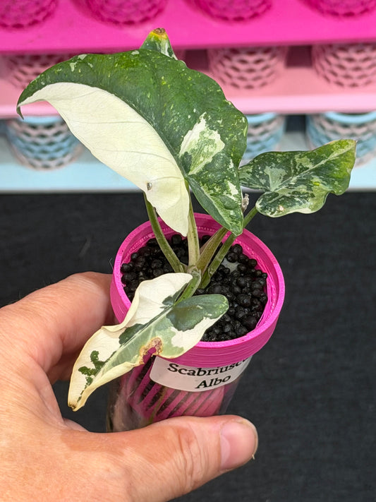 ALOCASIA SCABRIUSCULA ALBO VARIEGATED