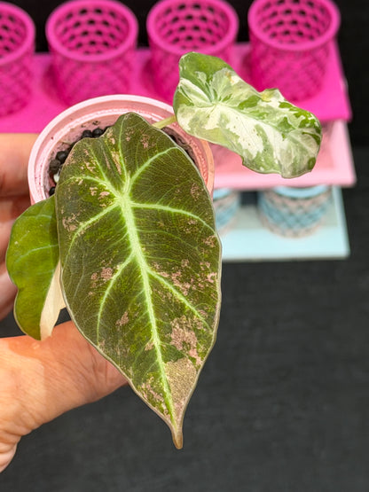 ALOCASIA BLACK VELVET ALBO