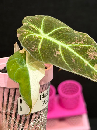 ALOCASIA BLACK VELVET ALBO