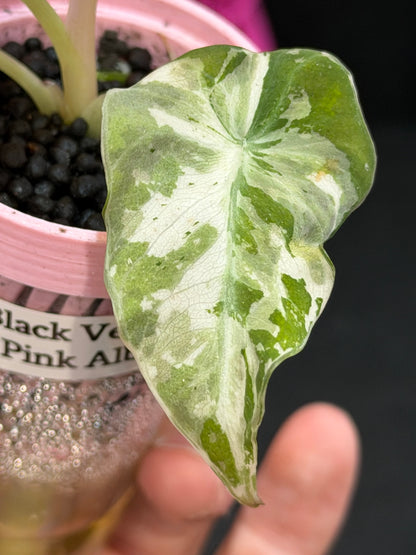 ALOCASIA BLACK VELVET ALBO