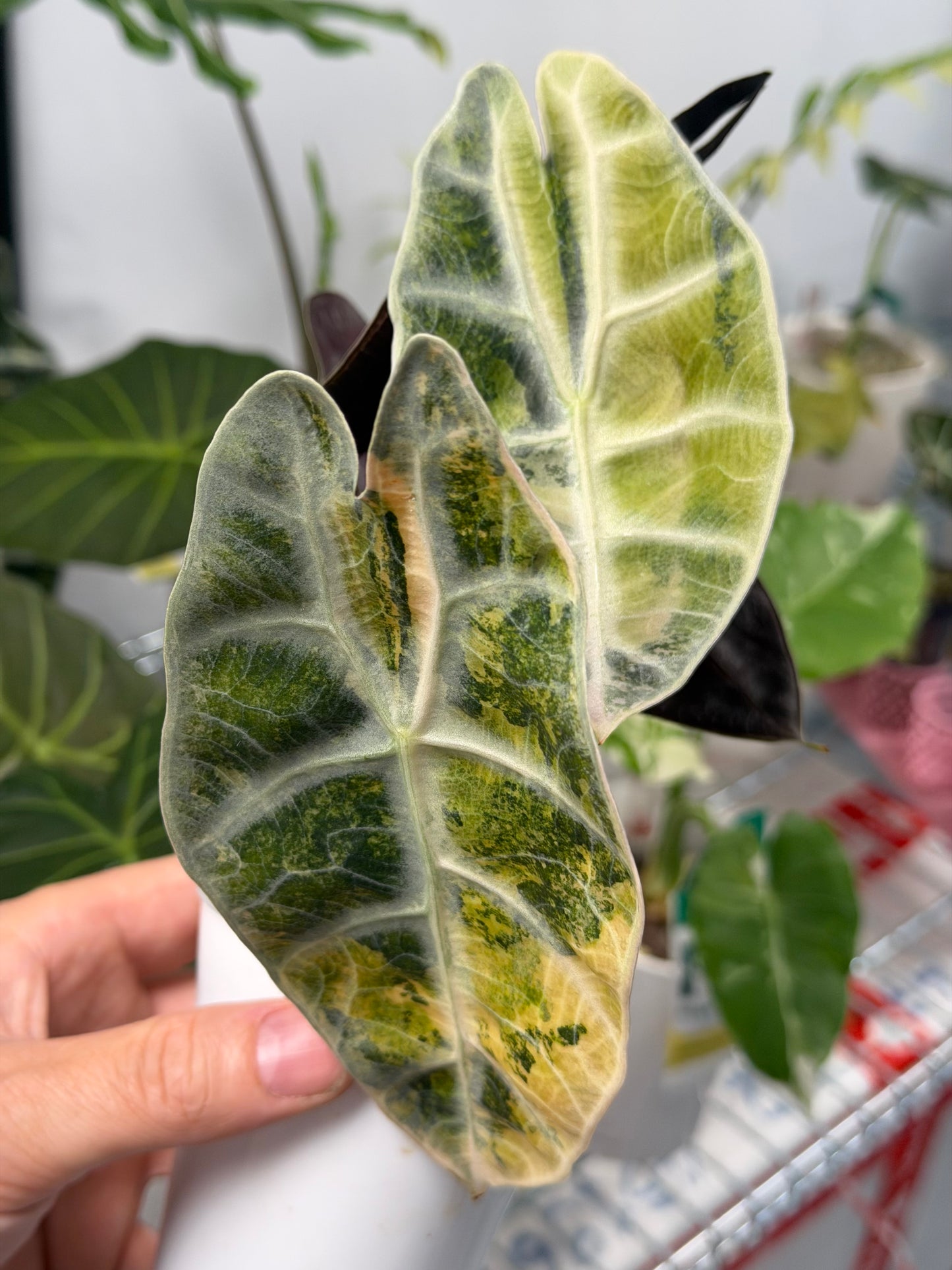 ALOCASIA WATSONIANA 'LIGHTNING' AUREA VARIEGATED