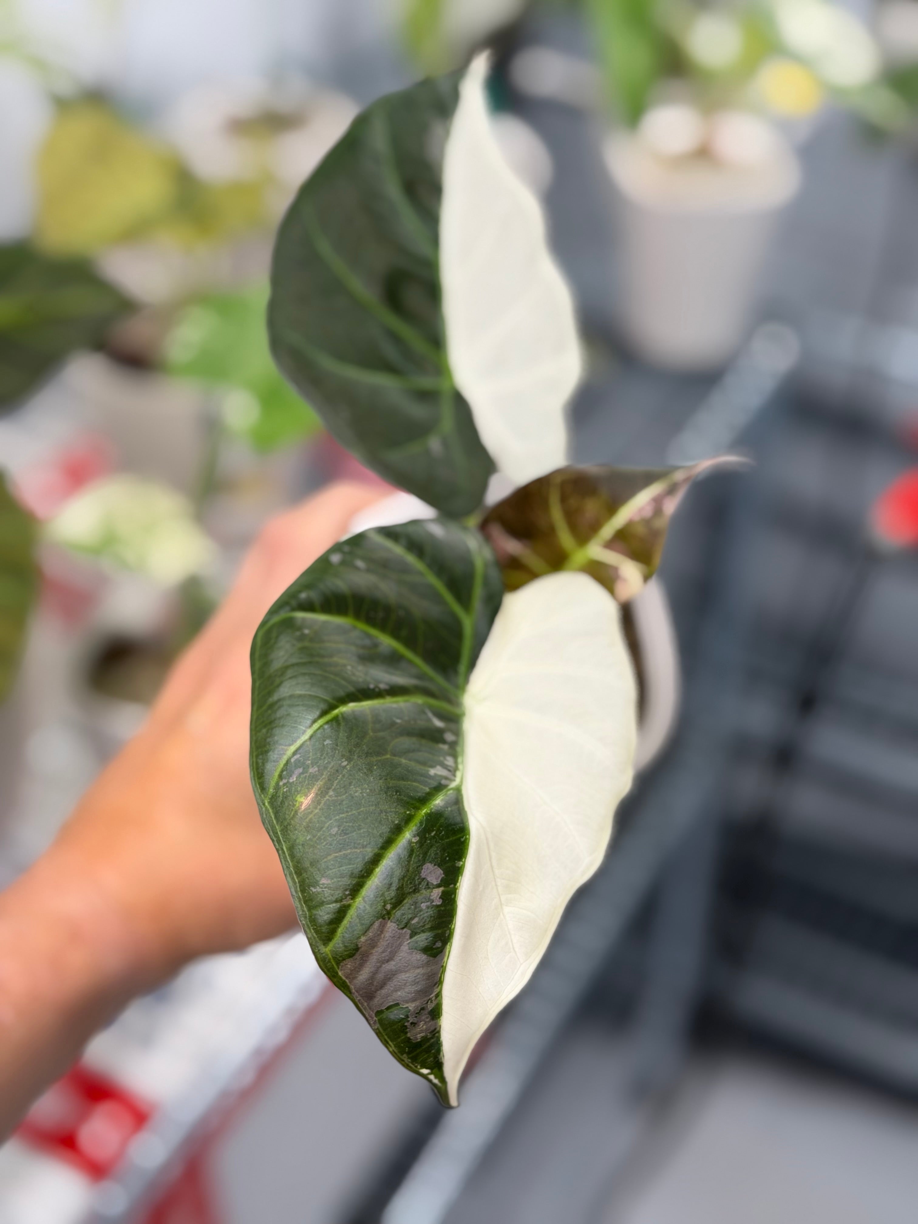 Alocasia 'Regal Shields' Albo, clean white sections on shield-like leaves with deep maroon undersides