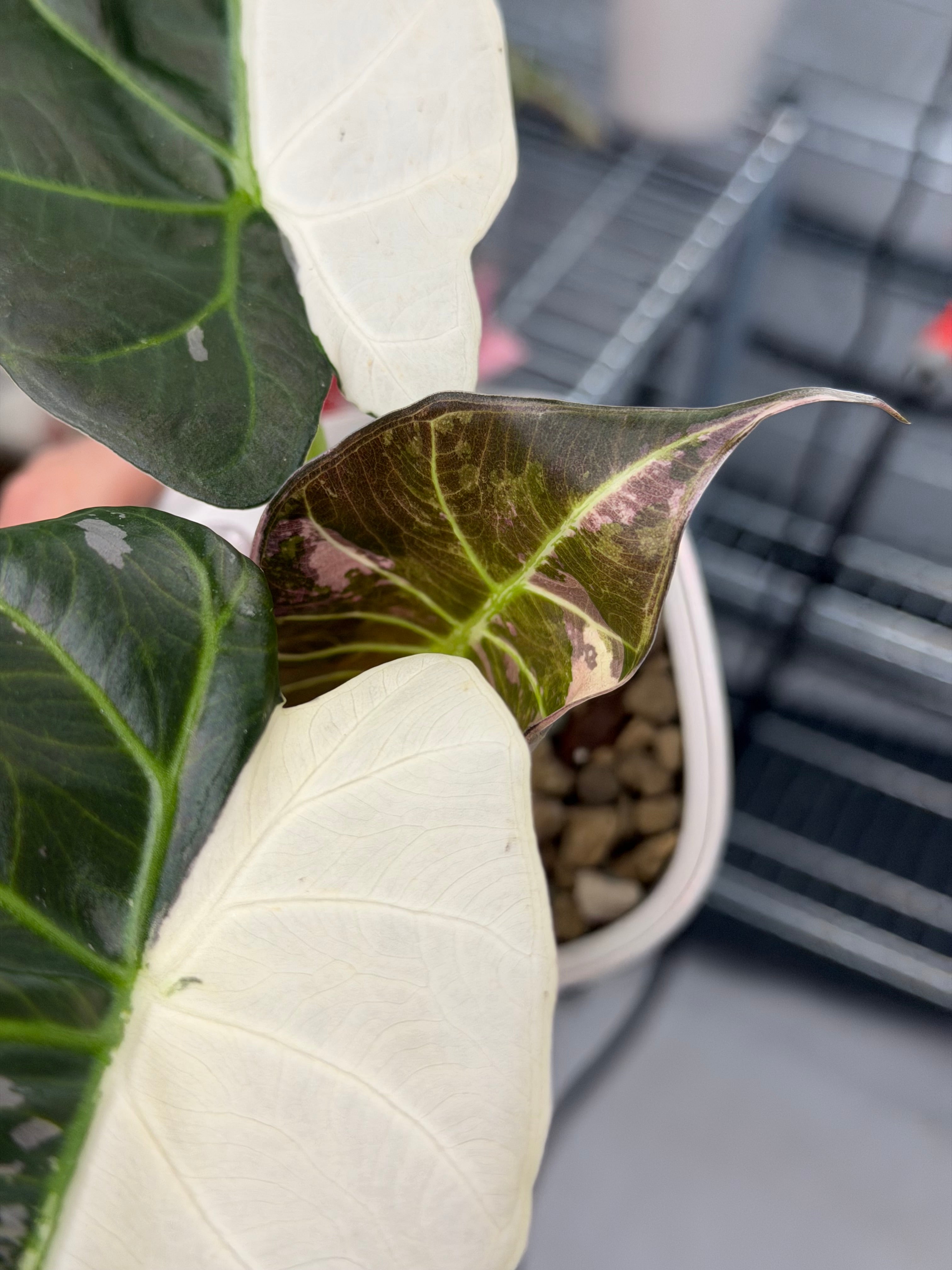 Alocasia 'Regal Shields' Albo | The Alocasia Company