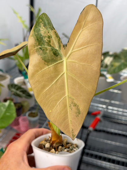 Alocasia lowii Aurea Variegated, warm peach and butter marbling on lobed arrowhead leaves