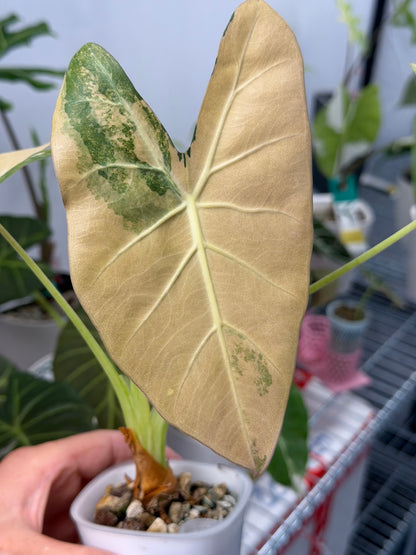 Alocasia lowii Aurea Variegated, warm peach and butter marbling on lobed arrowhead leaves