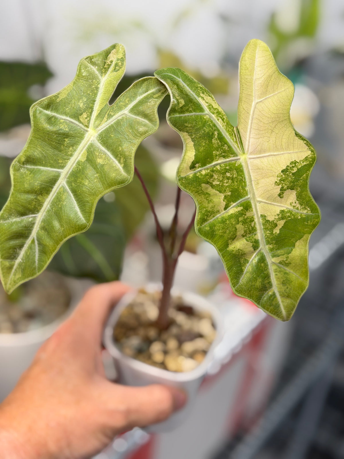 Alocasia pseudosanderiana Albo, chimeric cream sectoring across narrow deeply lobed leaves