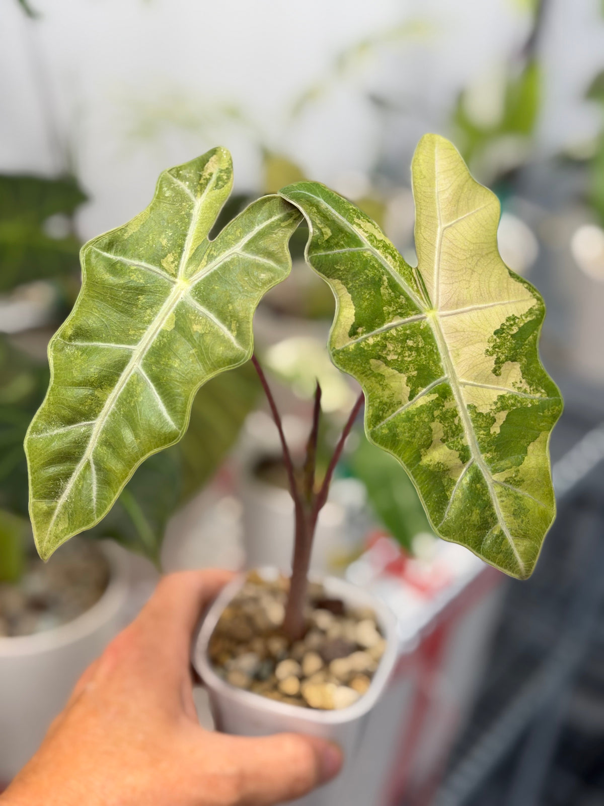 Alocasia pseudosanderiana Albo, chimeric cream sectoring across narrow deeply lobed leaves