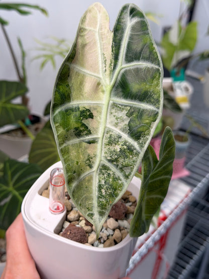 ALOCASIA WATSONIANA 'LIGHTNING' ALBO  PINK  VARIEGATED